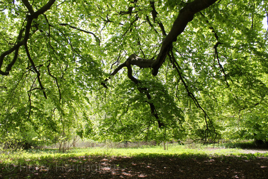 beech tree canopy